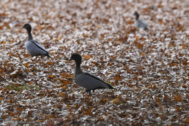 تصاویر منتخب حیات وحش هفته‎