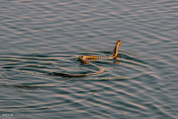 تصاویر منتخب حیات وحش هفته‎