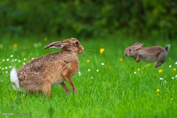 تصاویر منتخب حیات وحش هفته‎