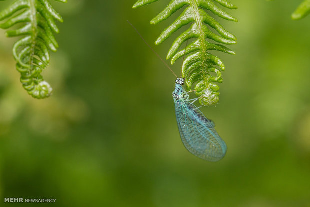 تصاویر منتخب حیات وحش هفته‎