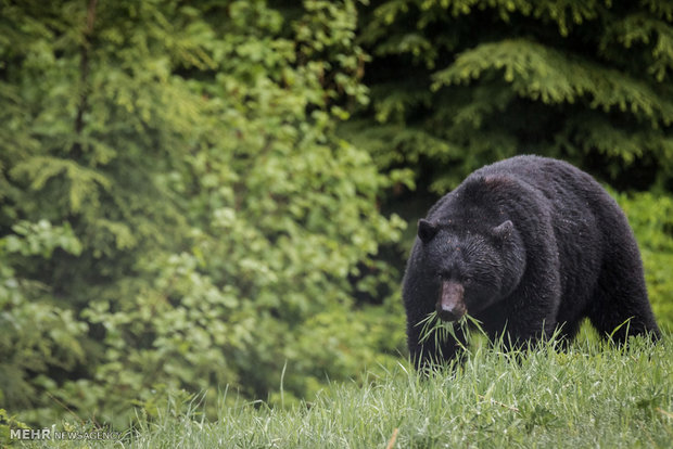 تصاویر منتخب حیات وحش هفته‎