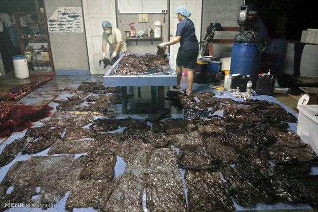 تصاویر منتخب حیات وحش هفته‎