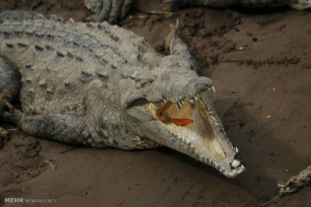 تصاویر منتخب حیات وحش هفته‎