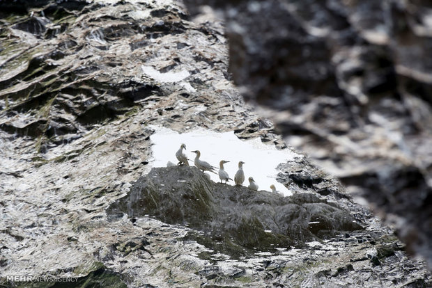 تصاویر منتخب حیات وحش هفته‎