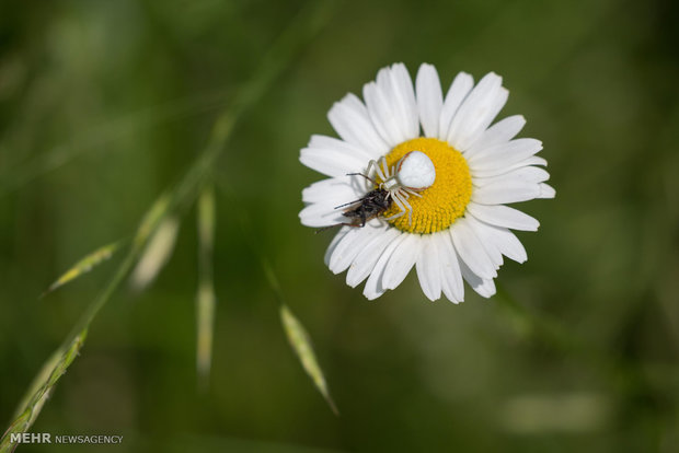 تصاویر منتخب حیات وحش هفته‎