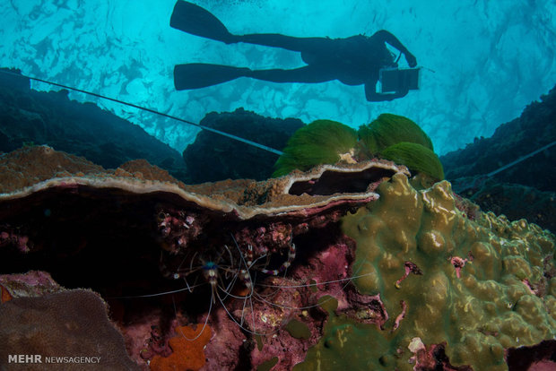 تصاویر منتخب حیات وحش هفته‎