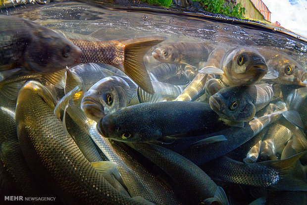 تصاویر منتخب حیات وحش هفته‎