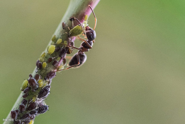 تصاویر منتخب حیات وحش هفته‎