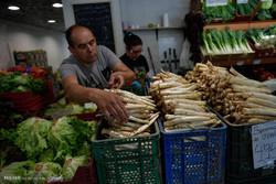 برداشت گیاه مارچوبه از زمین‌های کشاورزی بخش شمیل آغاز شد
