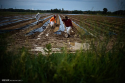 برداشت مارچوبه در رودان آغاز شد