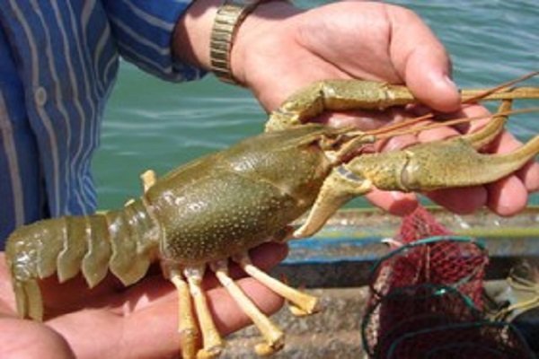 Iran’s West Azarbaijan province to export 35 tons lobster