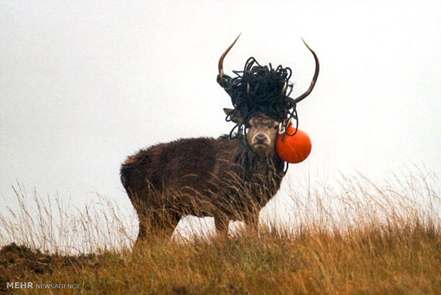 تاثیرات زباله های پلاستیکی بر حیات وحش‎