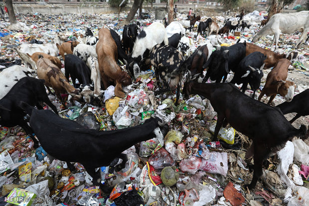 تاثیرات زباله های پلاستیکی بر حیات وحش‎