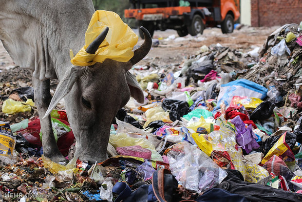 تاثیرات زباله های پلاستیکی بر حیات وحش‎