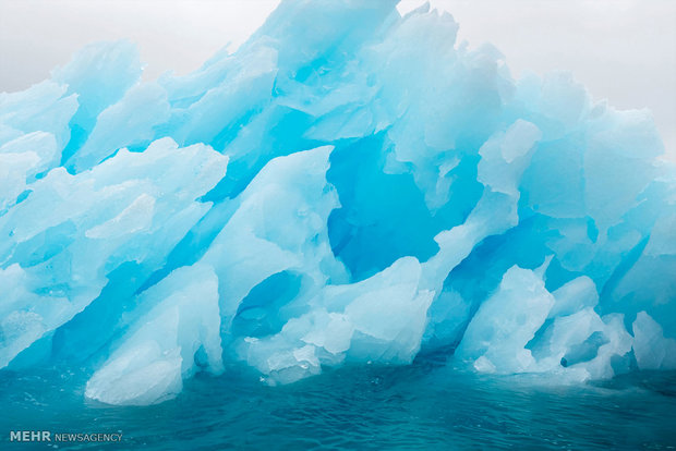 تاثیرات زباله های پلاستیکی بر حیات وحش‎