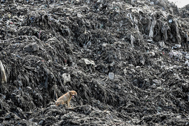 تاثیرات زباله های پلاستیکی بر حیات وحش‎