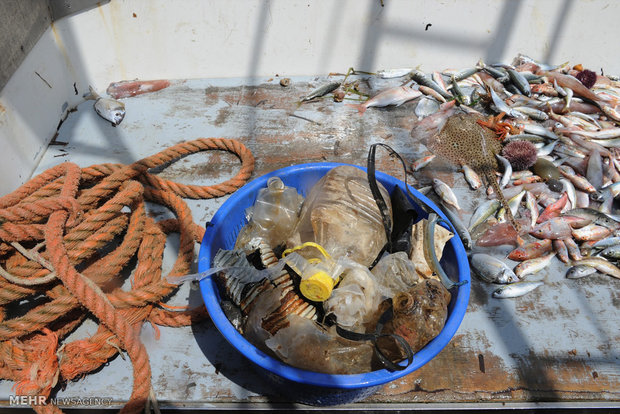 تاثیرات زباله های پلاستیکی بر حیات وحش‎