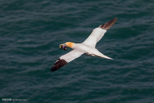 تاثیرات زباله های پلاستیکی بر حیات وحش‎