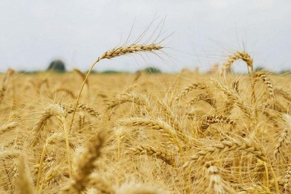 No need to import wheat in current year: official