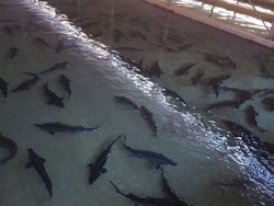 ممنوعیت صید تجاری ماهیان خاویاری دریای خزر تا آخر سال۲۰۲۰ تمدید شد
