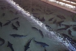 ذخیره سازی ۱۵ هزار قطعه بچه ماهی خاویاری در هرمزگان