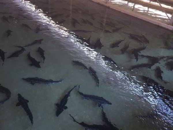 ظرفیت‌سازی تولید هزار تن ماهیان خاویاری در مناطق جنوبی لرستان