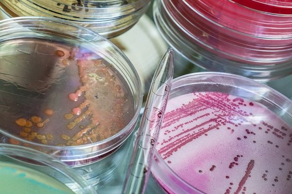 کشف جایگزین آنتی بیوتیک در نبرد با باکتری های بیماری زا