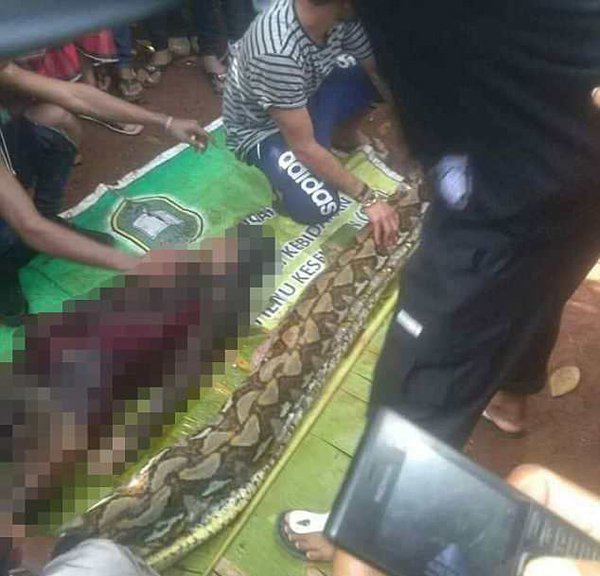 انڈونیشیا میں اژدھے نے ایک خاتون کو زندہ نگل لیا