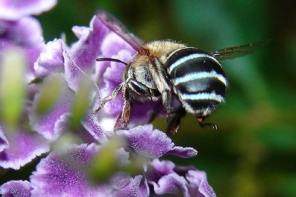 زنبورهای عسل هم معتاد می شوند
