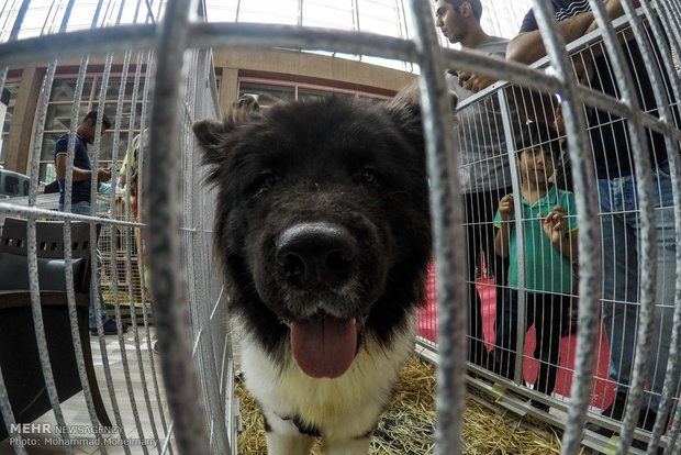 Tehran Horse and Pet Show 2018