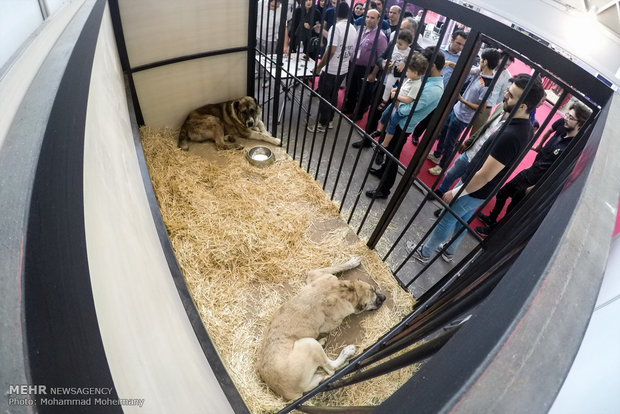 نمایشگاه بین المللی اسب.سگ و حیوانات همزیست