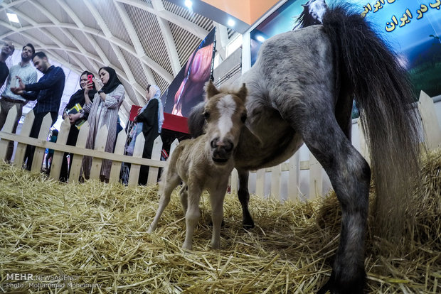 Tehran Horse and Pet Show 2018