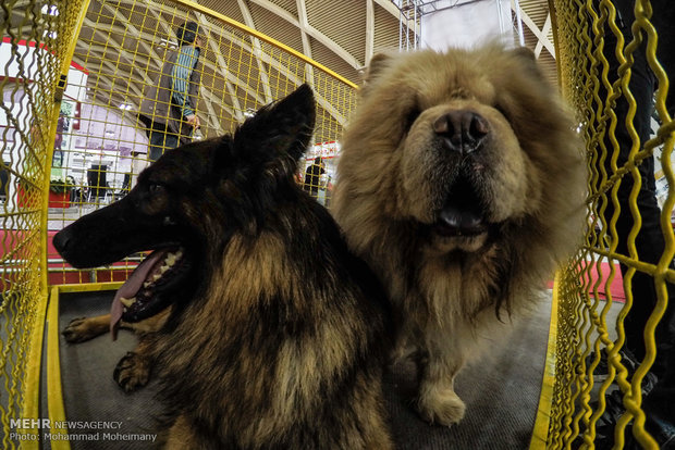 Tehran Horse and Pet Show 2018