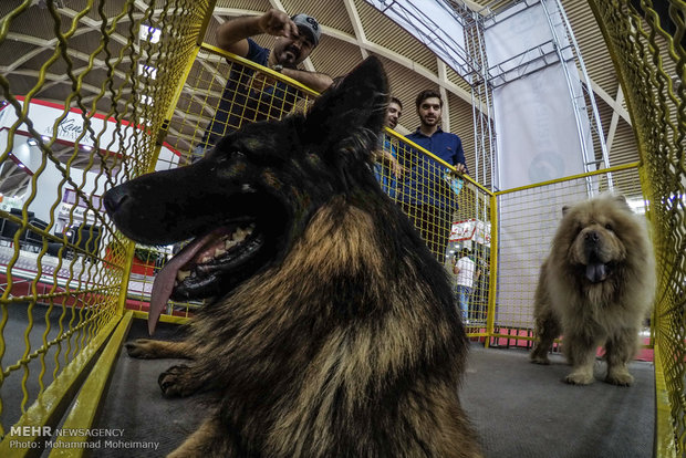 Tehran Horse and Pet Show 2018