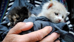 Majlis to hammer out bill against animal cruelty