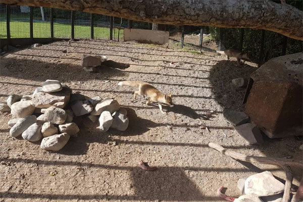 ۳ توله روباه در شمال تهران پیدا شد