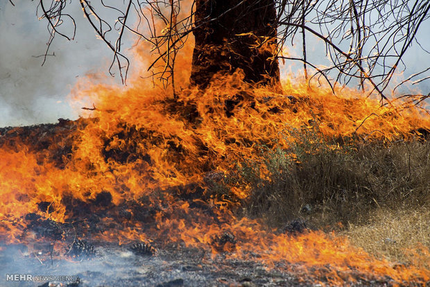 آتش سوزی گسترده در جنگل های سوزنی برگ کلاله