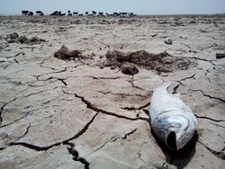 Iran, Afghanistan agree on transboundary waters, says ambassador
