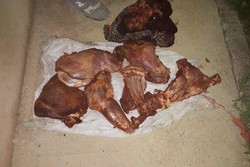 کشف تخلف شکار یک رأس گوسفند وحشی در مهدیشهر