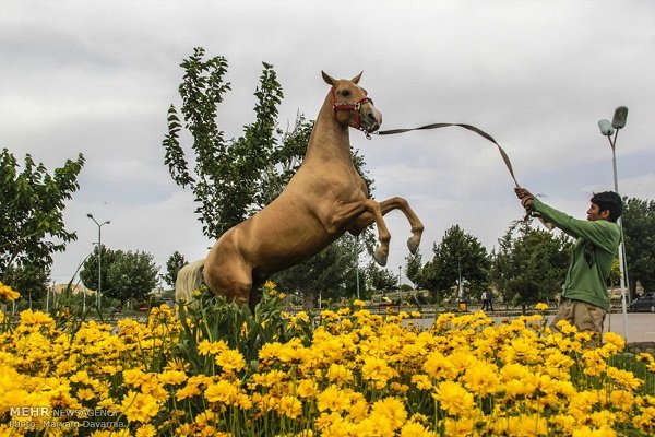 برترین های پانزدهمین جشنواره ملی زیبایی اسب اصیل ترکمن معرفی شدند