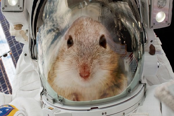 موش های فضانورد زنده ماندن در مریخ را به انسان می آموزند