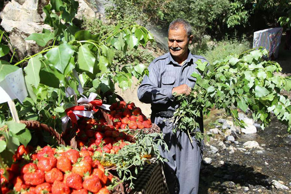 شوکت شیان در تلالو طلای سرخ کردستان خودنمایی می کند