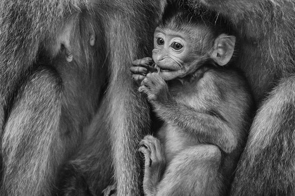 عکس بچه میمون