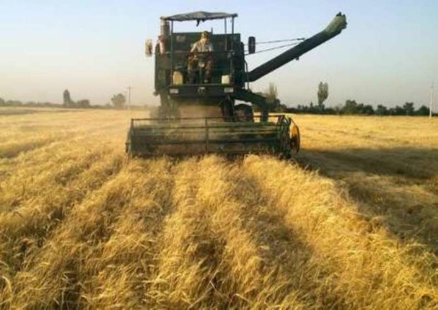 پیش‌بینی برداشت ۷۰۰ هزار تن گندم در کرمانشاه /تعیین ۸۷ مرکز خرید