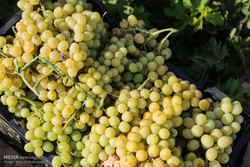برداشت ۲۶ هزار تن انگور مرغوب از تاکستان‌های مشگین‌شهر و گیوی