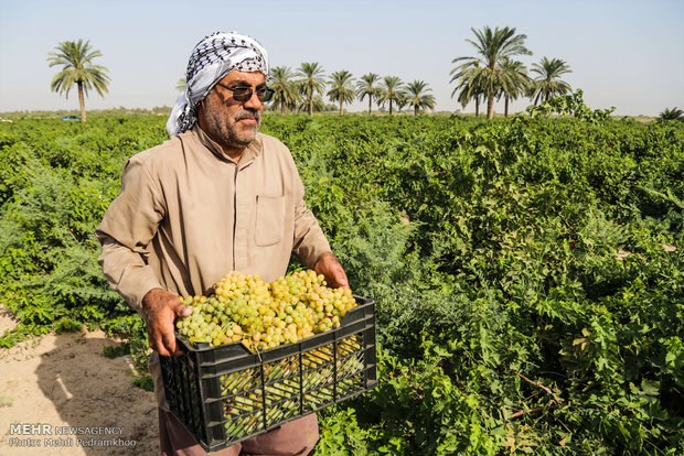 موسم قطف كرم العنب في مدينة كارون الايرانية 