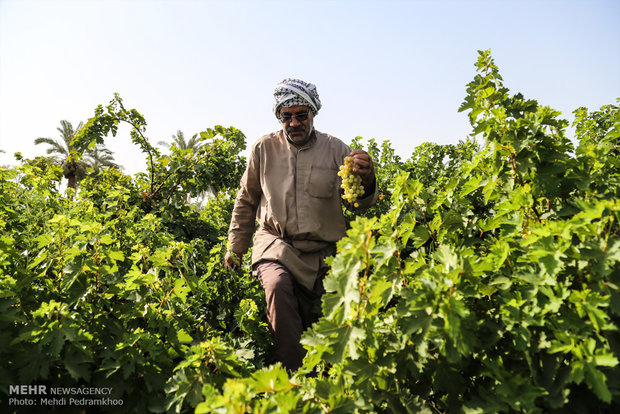 Grape harvesting in Karun county