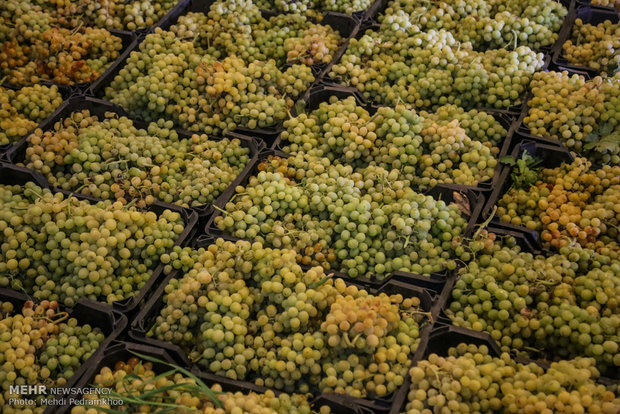 Grape harvesting in Karun county