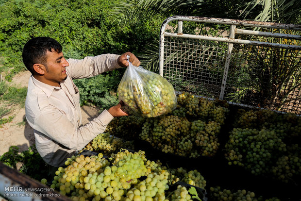 Grape harvesting in Karun county