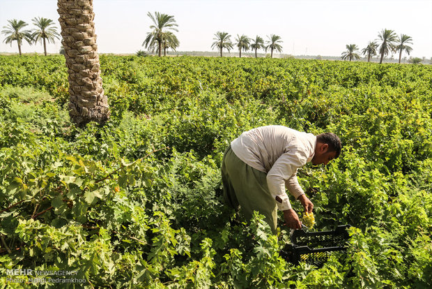 Grape harvesting in Karun county